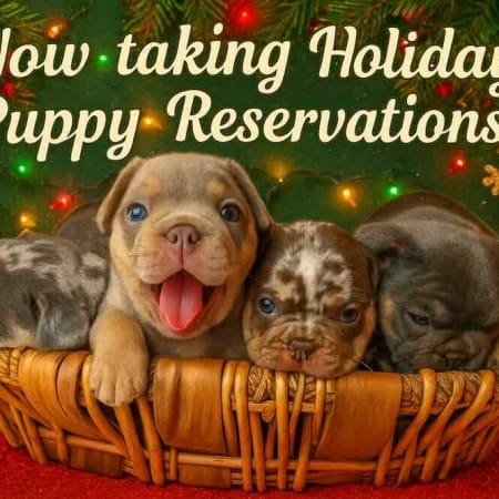 Frenchie puppies for sale