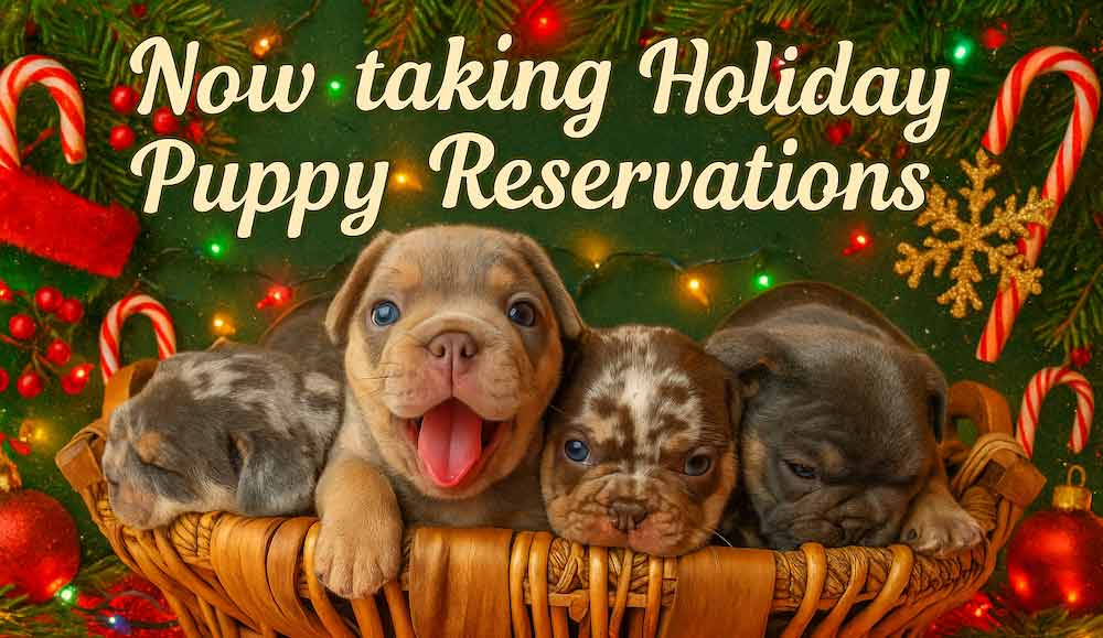 Frenchie breeders French bulldog puppies for sale