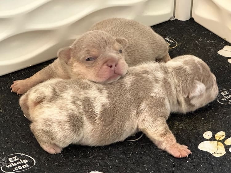 isabella french bulldog for sale — page 7