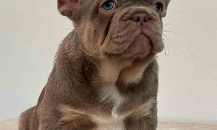 isabella frenchie puppies featured image