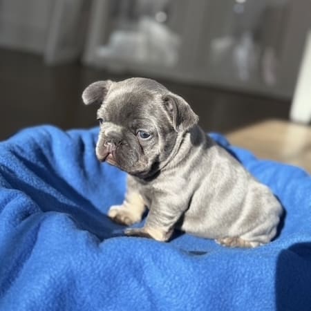 lilac french bulldog puppies