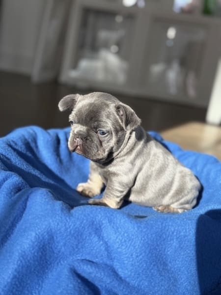 lilac french bulldog puppies