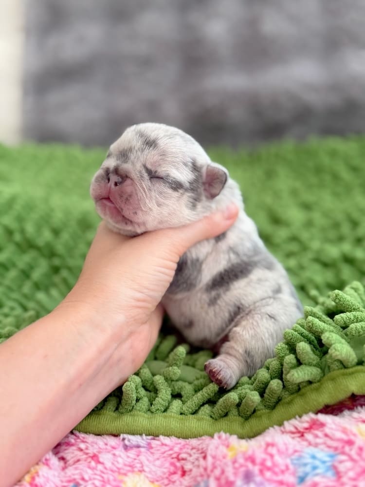 AKC Frenchie breeders in Orlando