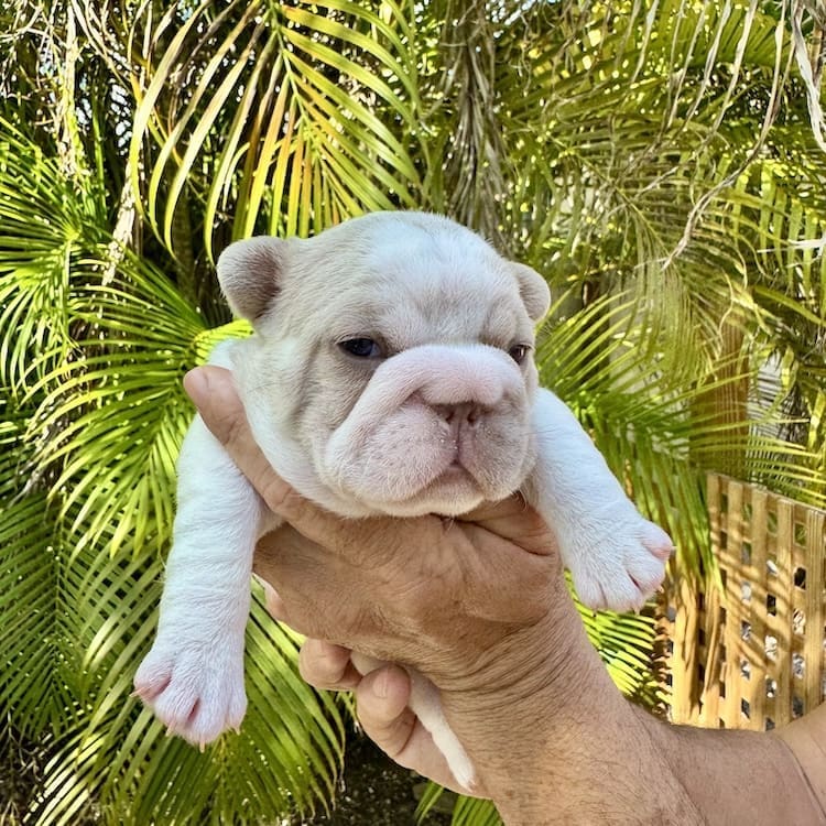 isabella frenchie puppies featured — batch2 page 10