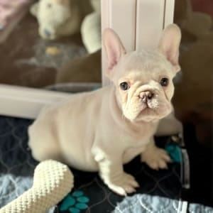 platinum Frenchie for sale