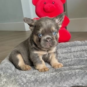 blue fluffy frenchie
