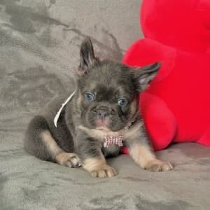 fluffy frenchie puppies