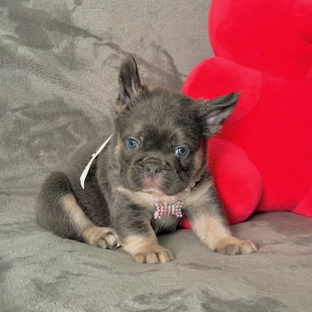 fluffy frenchie puppies