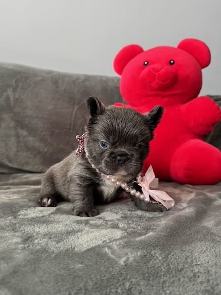 blue fluffy frenchie puppies