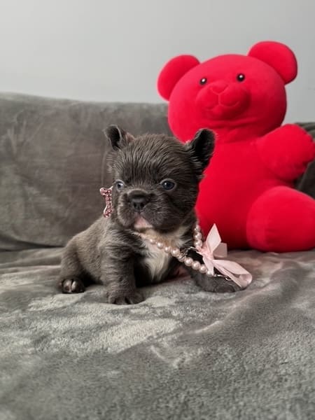fluffy frenchie puppies