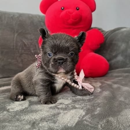 fluffy blue french bulldog puppy