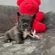fluffy blue french bulldog puppy