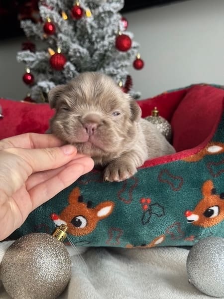 fluffy frenchies Florida