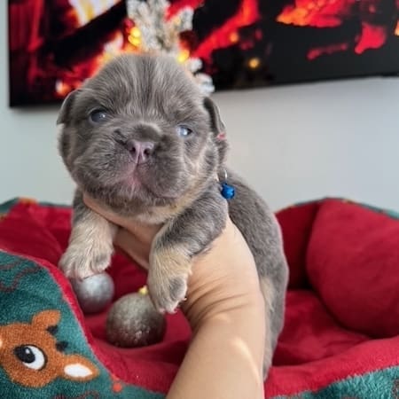 fluffy french bulldog puppy