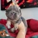 fluffy french bulldog puppy