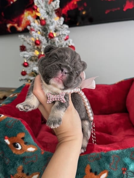 fluffy french bulldogs nearby