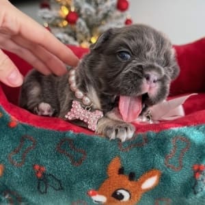 fluffy french bulldogs for sale near
