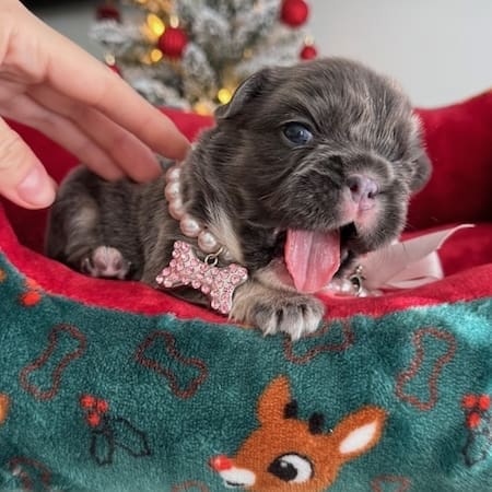 fluffy french bulldogs for sale near