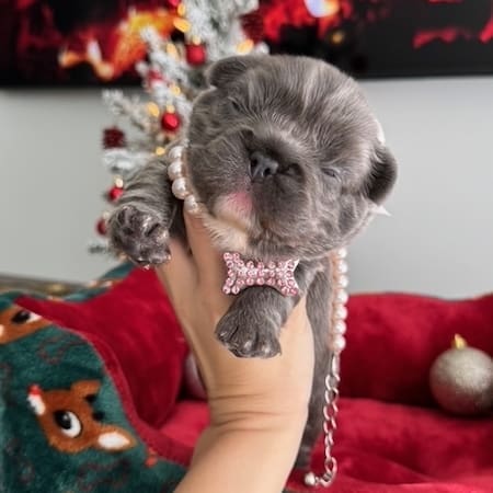 fluffy french bulldogs tampa