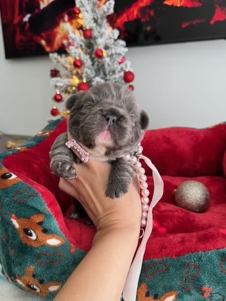 fluffy frenchie puppies