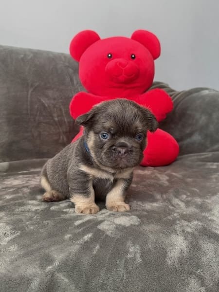 fluffy french bulldog puppies