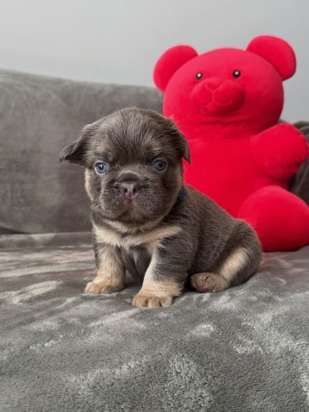 fluffy french bulldogs