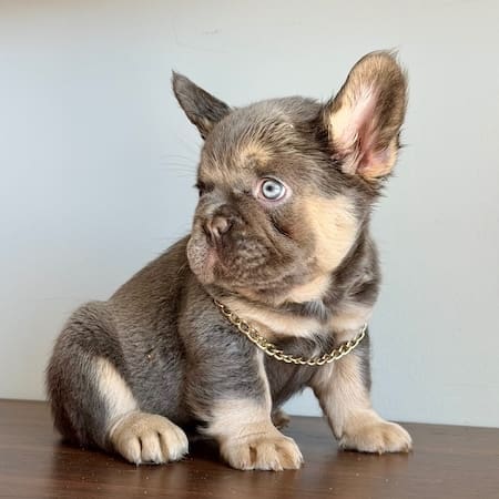 fluffy french bulldogs nearby