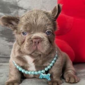fluffy frenchie puppies for sale