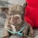 fluffy frenchie puppies for sale