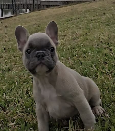 Blue Fawn Female Frenchie - Image 2