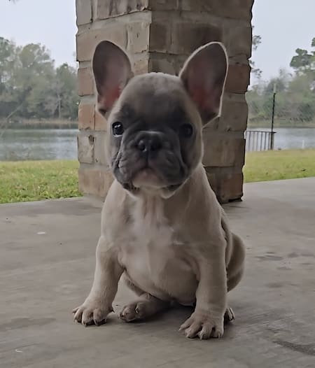 Blue Fawn Female Frenchie - Image 3