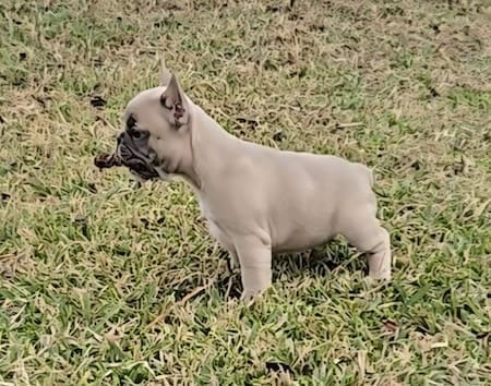 blue fawn frenchie puppy
