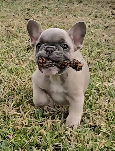 blue fawn frenchie female