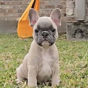 blue fawn french bulldog puppy