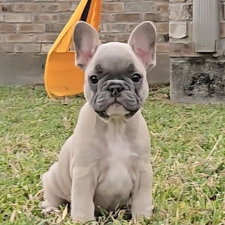 blue fawn french bulldog puppy
