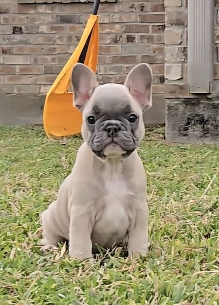 blue fawn french bulldog puppy