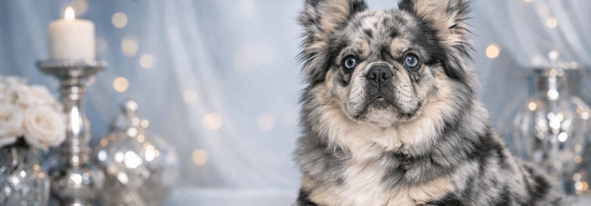 blue merle fluffy french bulldog