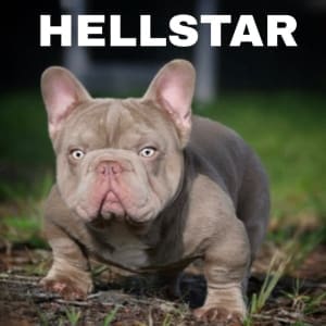 French Bulldog Studs