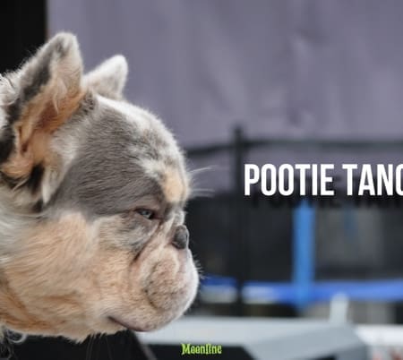 French Bulldog Studs