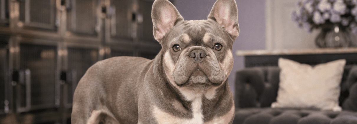 Isabella Frenchie Studs