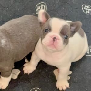blue pied French bulldog puppy for sale