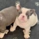 blue pied French bulldog puppy for sale