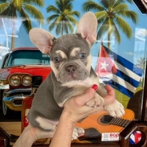 lilac tan frenchie puppy