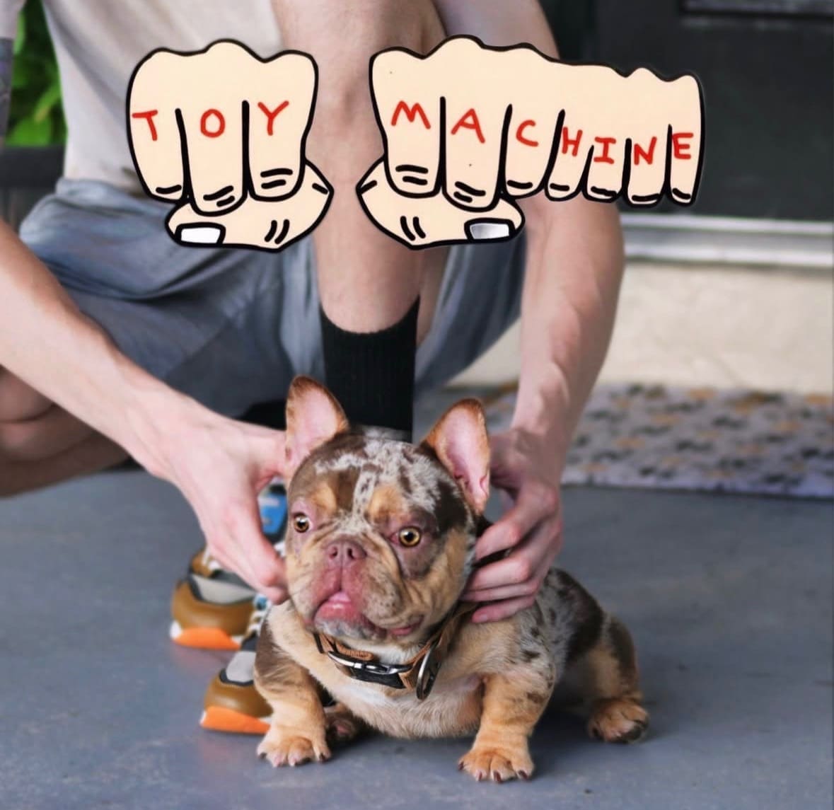 Rojo Merle French bulldog stud