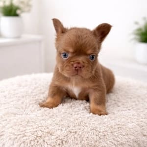 Fluffy Frenchie Puppies for sale
