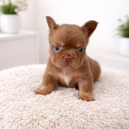 Fluffy Frenchie Puppies for sale