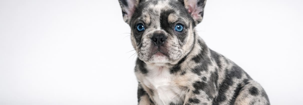 blue merle french bulldog