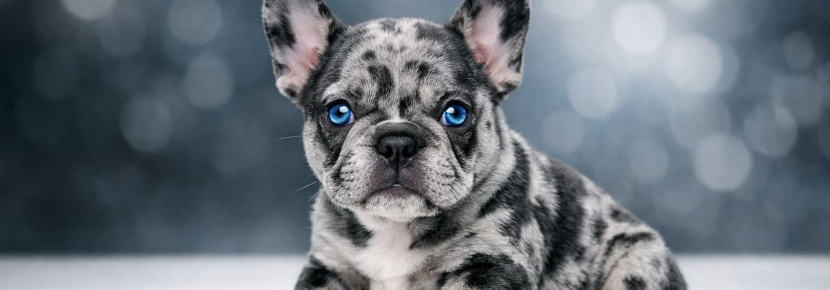 blue merle frenchie