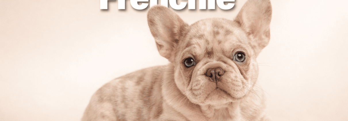 isabella merle frenchie