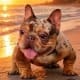 best french bulldog studs